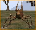 /album/pavouci-dungeon/stolze-soldat-giftspinne58-original-jpg/
