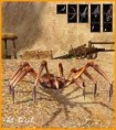 /album/pavouci-dungeon/toed-giftspinne52-original-jpg/